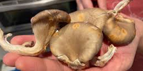 Sababu Za Madoa Ya Manjano Kwenye Kofia Za Uyoga Wa Oyster