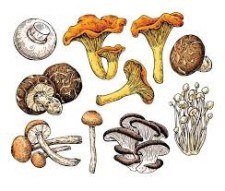 Mushrooms