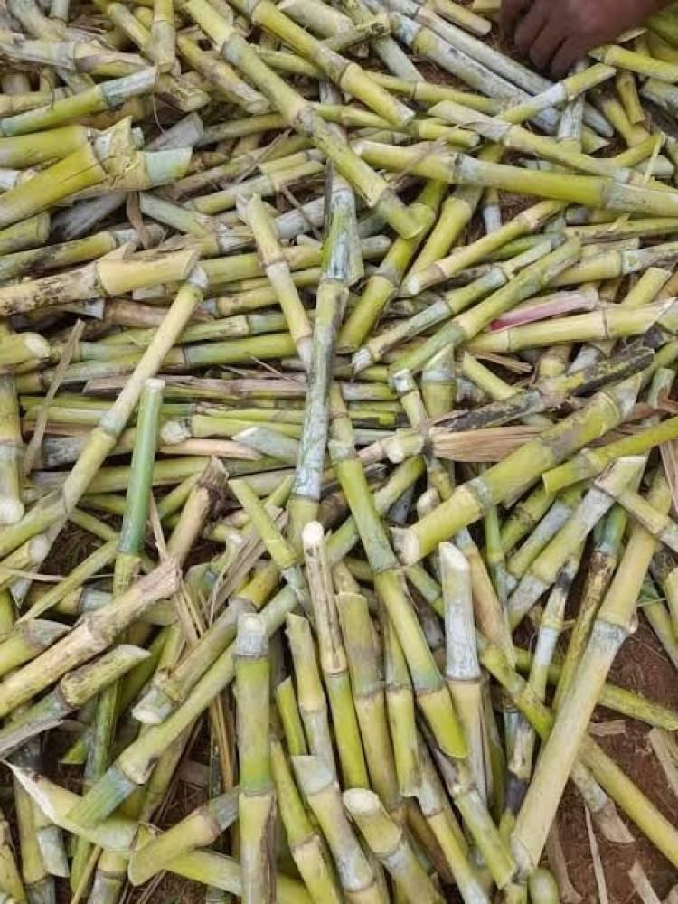 Juncao grass (Cuttings) Kg