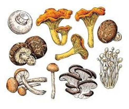 "Why Mushrooms Are the Ultimate Weight Loss Superfood You Need on Your Plate"
