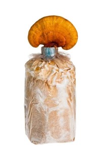 Inoculated Ganoderma lucidum bag