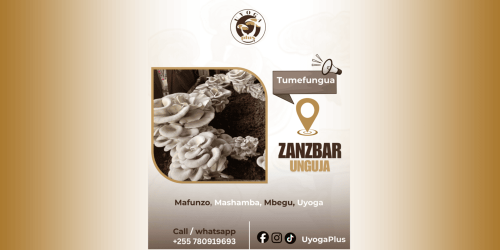 KILIMO CHA UYOGA ZANZIBAR